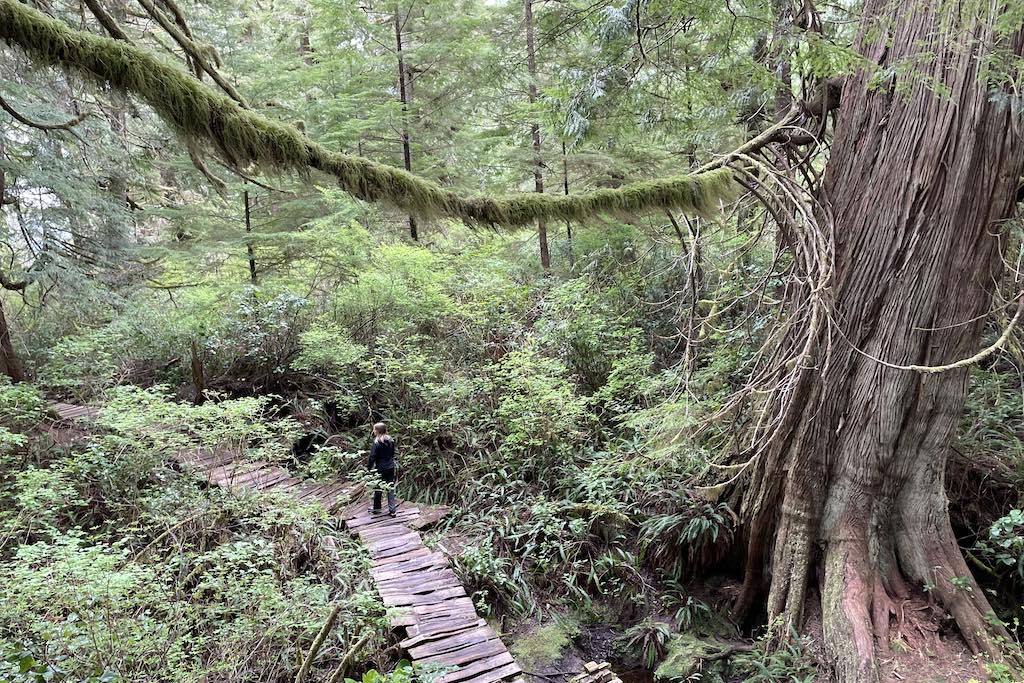 Big Tree Trail on Meares Island